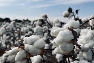 Le coton labellisé "durable" en plein boom au Brésil
