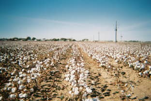  La sécheresse décime les champs de coton du Texas 