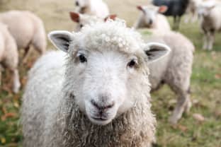  Pyrénées : filer la laine locale, pour éviter de la jeter