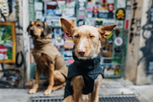Sieben nachhaltige Hundemode-Marken