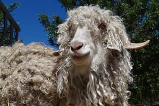 South African mohair industry reacts to retailers’ mohair ban