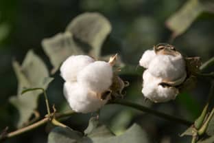 C&A Foundation unterstützt Anbau von Biobaumwolle in Pakistan