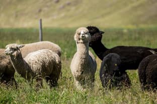 Lana d'alpaca e cotone Pima: I produttori peruviani si rivolgono al mercato europeo