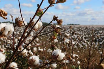 Ralph Lauren financia un programa sostenible de algodón regenerativo