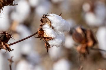 Better Cotton announces new climate change target