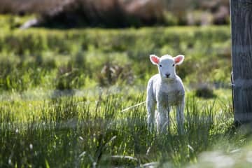 Zalando joins Four Paws in call to stop mulesing in wool industry