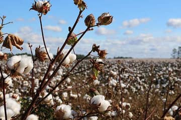 La Chine restreint ses importations de coton australien, selon l'industrie australienne