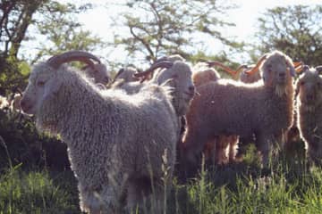 Textile Exchange releases new Responsible Mohair Standard