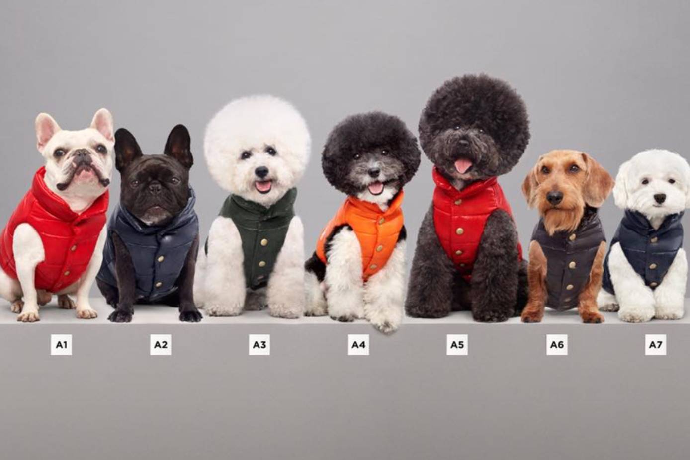 Pet Clothing & Accessories - FARFETCH