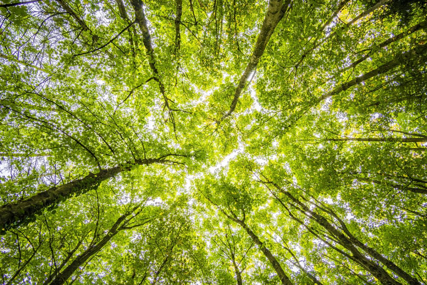 LVMH Joins Canopy's Conservation Initiatives