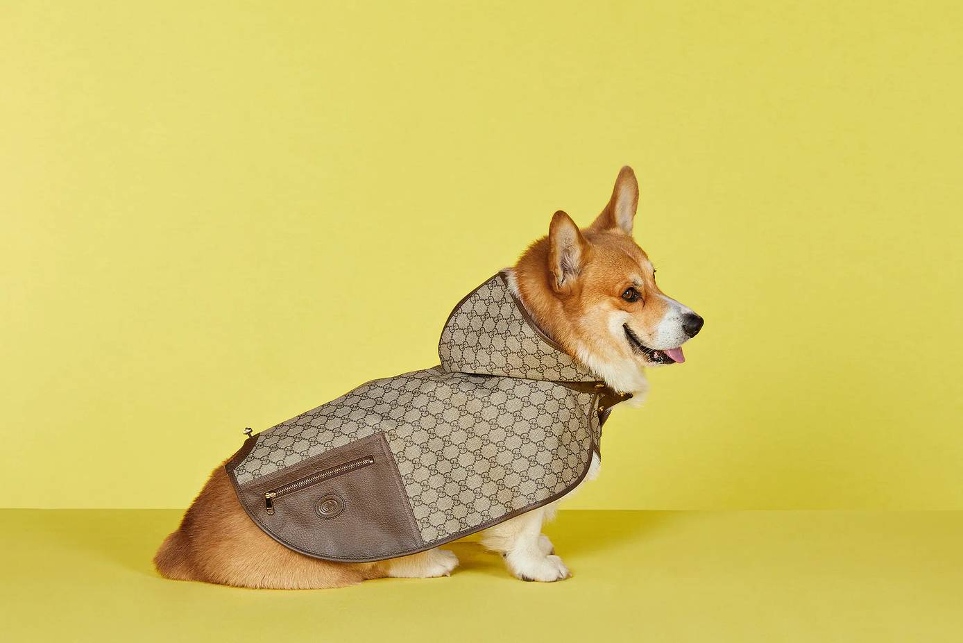 Tail-blazers: fashion houses turn to pet clothing as 'humanisation' trend  grows, Fashion