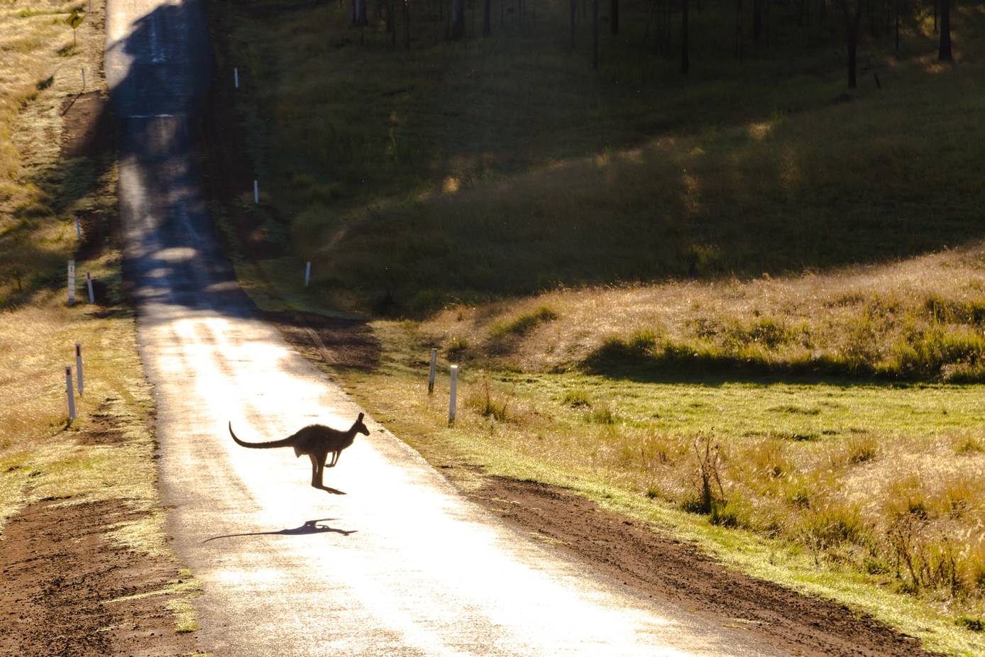 Nike and Puma Will No Longer Use Kangaroo Leather