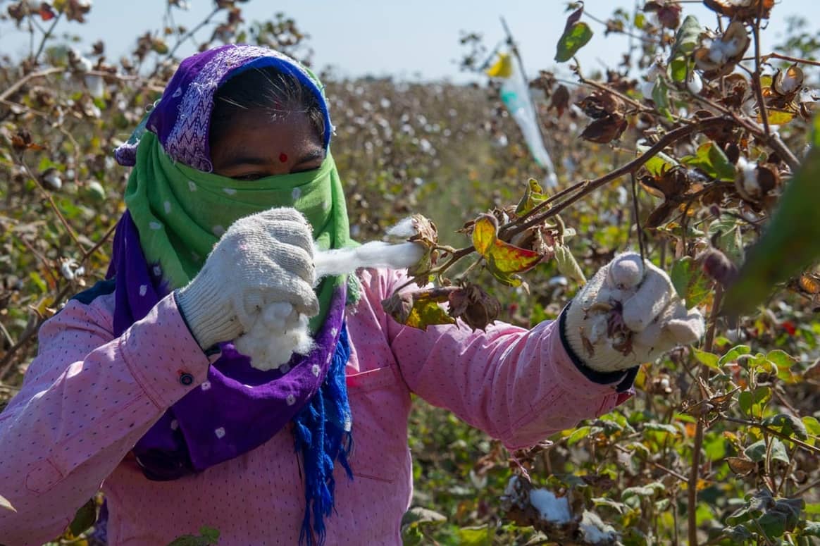 Primark targets 100 percent sustainable cotton
