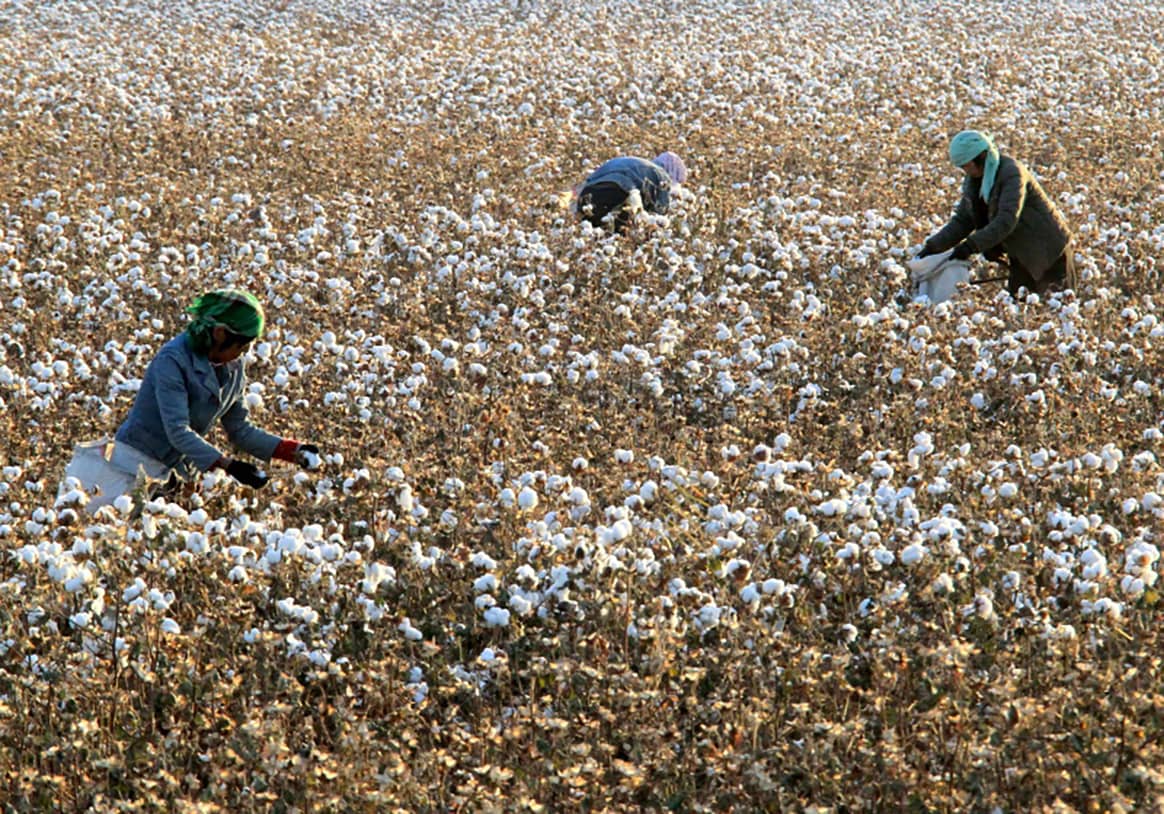 Photo Credits: Campo de algodón de Xinjiang. Ecotextile.