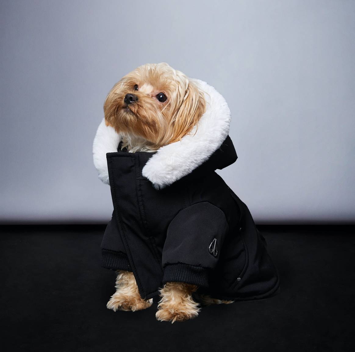 Designer Dog Clothes Luxury  Dog Coat Small Dogs Luxury