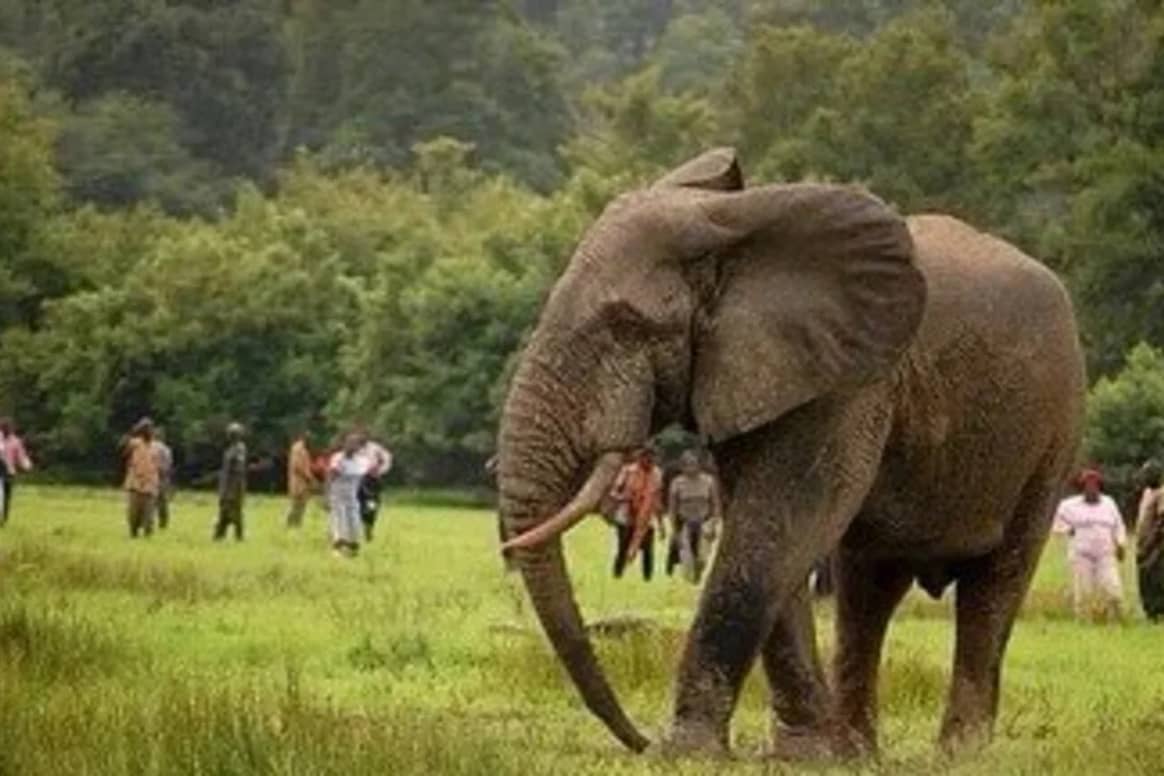 Elefantenschutzprojekt. Bild: Deuter
