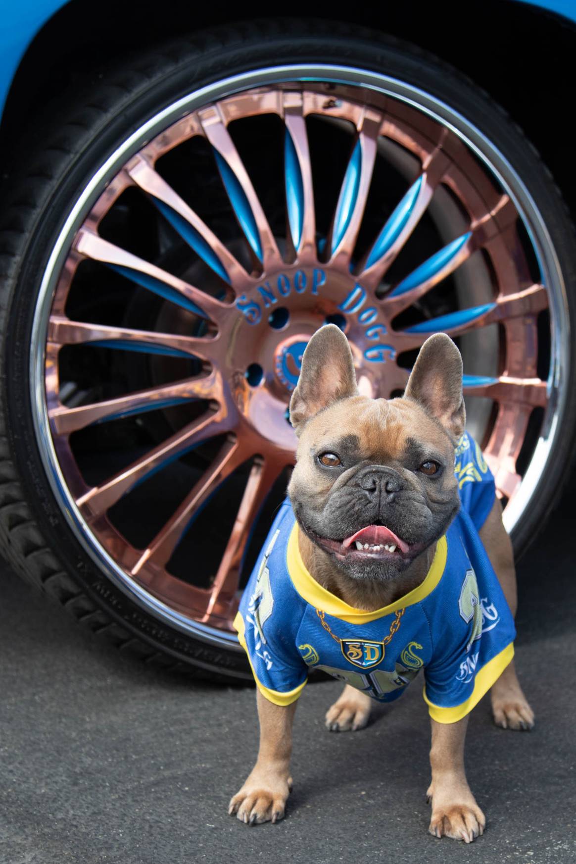 Snoop Dogg launches pet accessories line