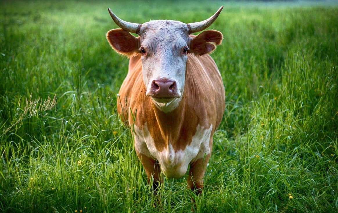 Vaca marrón y blanca. Imagen: Pixabay / Pexels