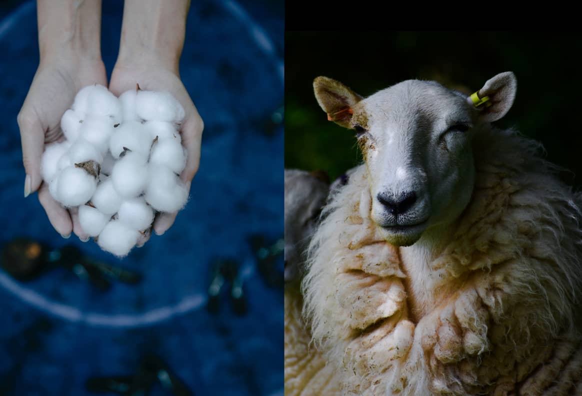 Imagen que ilustra las materias primas algodón (izquierda) y lana (derecha). Fotos vía Pexels.