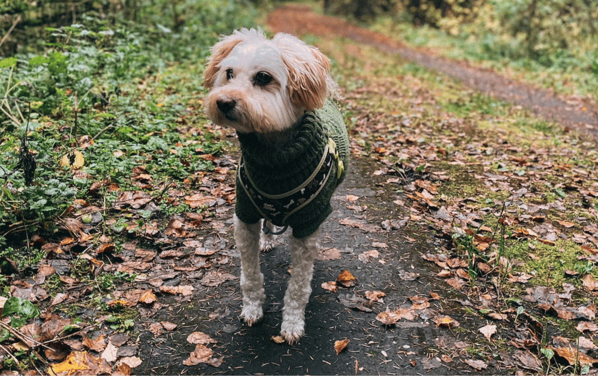 This dog’s emerald sweater blends in with the forest. Credits: Vika Yagupa / Pexels
