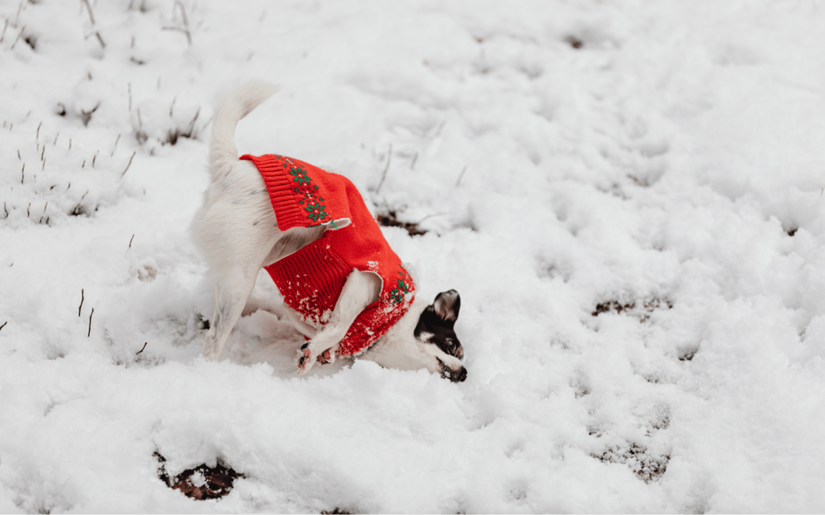 Staying warm while frolicking in the snow. Credits: Karolina Grabowska / Pexels