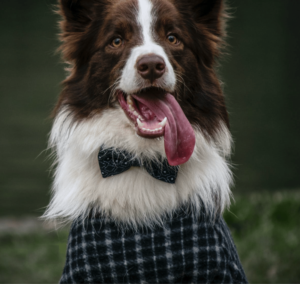 stylish dog jackets I charming dog clothes - Hollyowl
