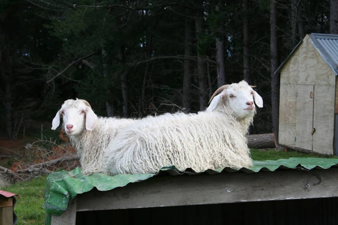 South African mohair industry reacts to retailers’ mohair ban