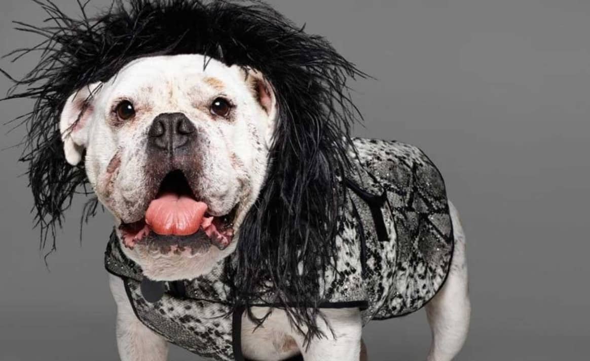 Like cats and dogs? Canine couture and feline fashion are very much en vogue