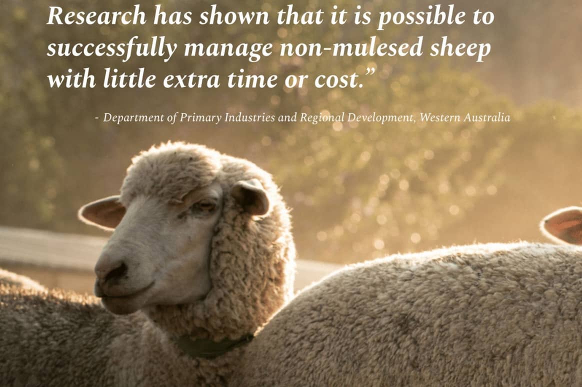 How brands can transition to pain free, non-mulesed sheep wool