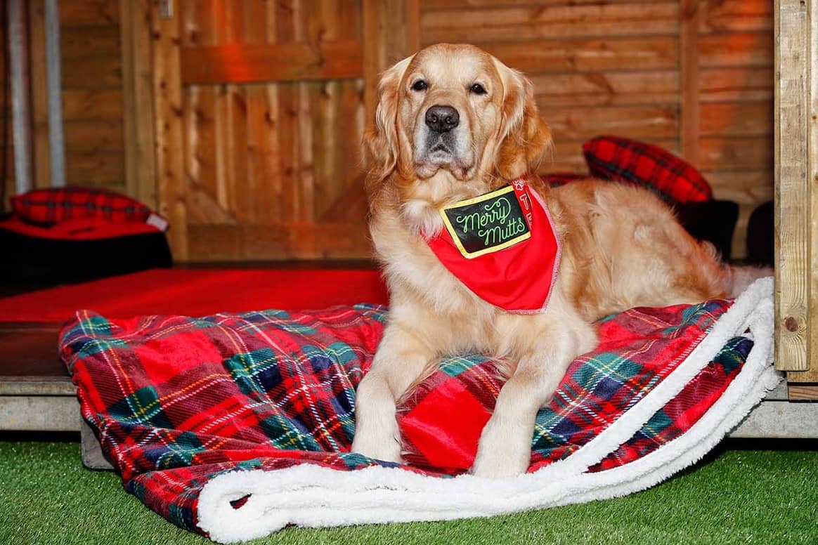 Westfield London opening festive dog drop-off service