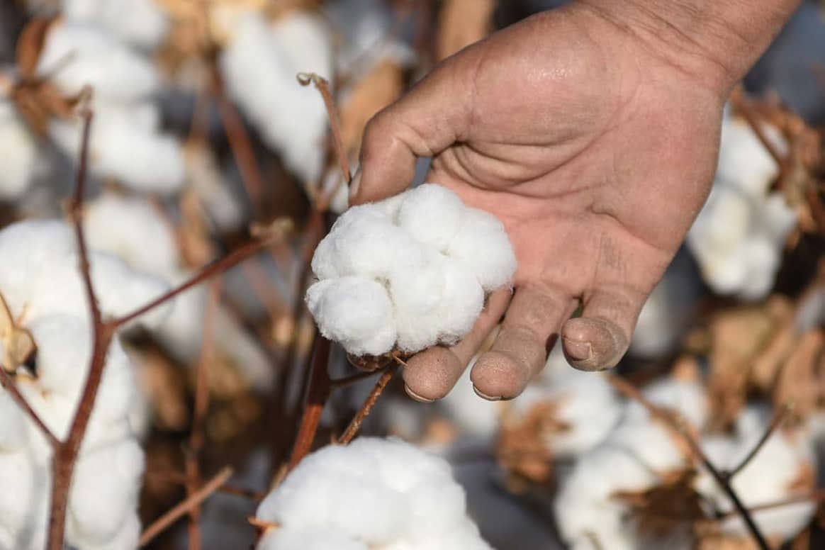 Acusaciones contra China por emplear mano de obra esclava en la recolección de algodón