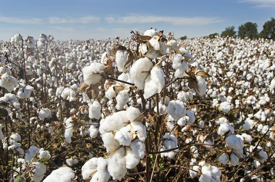 Estados Unidos extiende su prohibición al algodón chino ante evidencias de prácticas esclavistas