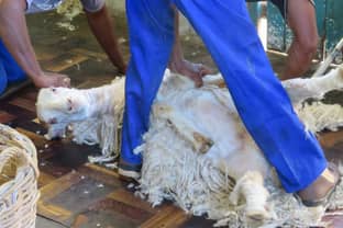 M&S, Next, Primark & Mango among retailers to ban mohair