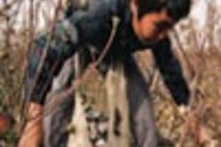 Uzbek cotton under fire for child labour