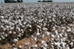 Niedrigste Baumwollproduktion seit 20 Jahren