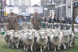 Campaña por la lana en Madrid