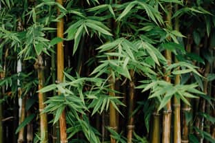 Onderzoek Bamboo Europe gelanceerd: een duurzame bamboe-keten in Europa, kan dat? 