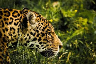Inditex busca ayudar a restaurar la naturaleza de la mano de WWF