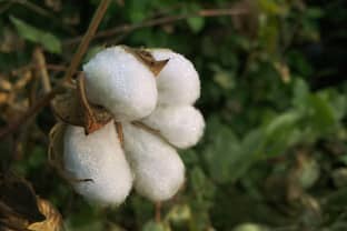 Mango is making advances in sustainability and for the first time will use regenerative cotton in products on sale in 2024