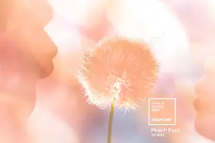 Pantone: Peach Fuzz ist die Farbe des Jahres 2024