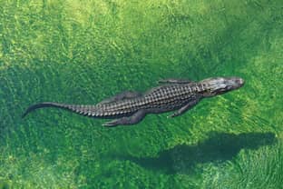 From edge of extinction to Australia's croc 'paradise'
