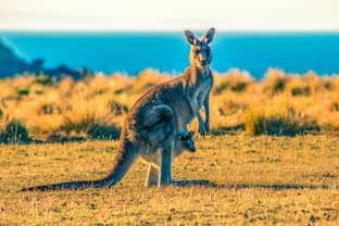 Adidas faces pressure from animal rights groups regarding use of kangaroo skins 