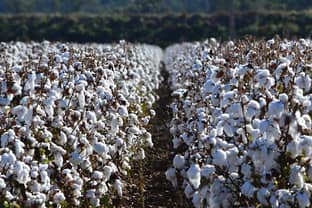 BCI, Cotton Australia wollen 225.000 pakistanische Baumwollbauern ausbilden