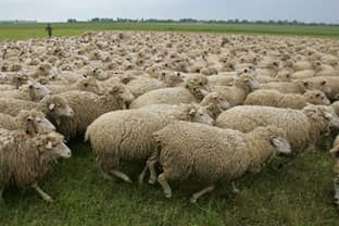 Возрождение текстильной отрасли нужно начать с селекции овец