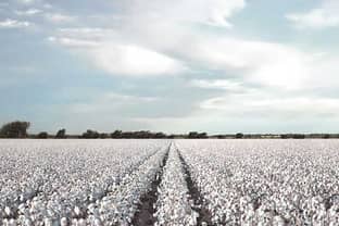 Le coton, menacé par le manque d'eau et le polyester