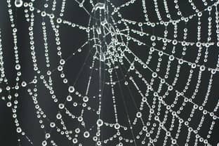 Researchers develop green method for artificial spider silk
