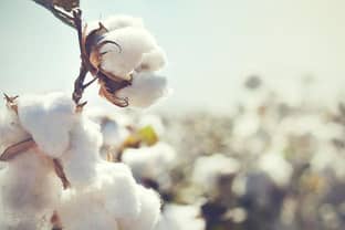 C&A remains the world's largest user of certified organic cotton