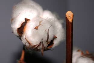 Bio-Boom: Geschäft mit Textilien aus Fairtrade-Baumwolle wächst um 45 Prozent