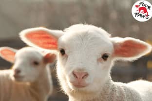 Wie Marken den Übergang zu schmerzfreier Schafwolle schaffen können 