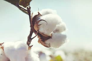 Aldi will bis 2025 auf nachhaltige Baumwolle umstellen